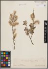 Foto von Salix cinerea L.